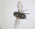 ( - RMNH.INS.1532004)  @11 [ ] by-nc-sa (2024) Unspecified Naturalis Biodiversity Centre