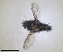  (Hyleorus - RMNH.INS.1532006)  @11 [ ] by-nc-sa (2024) Unspecified Naturalis Biodiversity Centre