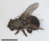  ( - RMNH.INS.1532009)  @11 [ ] by-nc-sa (2024) Unspecified Naturalis Biodiversity Centre