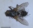  (Macquartia chalconota - RMNH.INS.1532012)  @11 [ ] by-nc-sa (2024) Unspecified Naturalis Biodiversity Centre