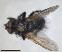  ( - RMNH.INS.1532016)  @11 [ ] by-nc-sa (2024) Unspecified Naturalis Biodiversity Centre