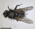  ( - RMNH.INS.1532017)  @11 [ ] by-nc-sa (2024) Unspecified Naturalis Biodiversity Centre
