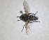  (Meigenia uncinata - RMNH.INS.1532020)  @11 [ ] by-nc-sa (2024) Unspecified Naturalis Biodiversity Centre