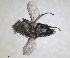  ( - RMNH.INS.1532028)  @11 [ ] by-nc-sa (2024) Unspecified Naturalis Biodiversity Centre