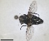  ( - RMNH.INS.1532029)  @11 [ ] by-nc-sa (2024) Unspecified Naturalis Biodiversity Centre