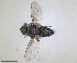  ( - RMNH.INS.1532030)  @11 [ ] by-nc-sa (2024) Unspecified Naturalis Biodiversity Centre