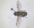  ( - RMNH.INS.1532041)  @11 [ ] by-nc-sa (2024) Unspecified Naturalis Biodiversity Centre
