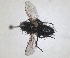  (Wagneria gagatea - RMNH.INS.1532043)  @11 [ ] by-nc-sa (2024) Unspecified Naturalis Biodiversity Centre