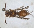  ( - RMNH.INS.1532049)  @11 [ ] by-nc-sa (2024) Unspecified Naturalis Biodiversity Centre