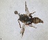 ( - RMNH.INS.1532050)  @11 [ ] by-nc-sa (2024) Unspecified Naturalis Biodiversity Centre