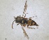  ( - RMNH.INS.1532051)  @11 [ ] by-nc-sa (2024) Unspecified Naturalis Biodiversity Centre