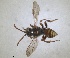  ( - RMNH.INS.1532052)  @11 [ ] by-nc-sa (2024) Unspecified Naturalis Biodiversity Centre