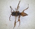  ( - RMNH.INS.1532053)  @11 [ ] by-nc-sa (2024) Unspecified Naturalis Biodiversity Centre