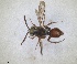  (Nomada eos - RMNH.INS.1532062)  @11 [ ] by-nc-sa (2024) Unspecified Naturalis Biodiversity Centre
