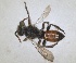  ( - RMNH.INS.1532066)  @11 [ ] by-nc-sa (2024) Unspecified Naturalis Biodiversity Centre