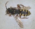  (Nomada imperialis - RMNH.INS.1532067)  @11 [ ] by-nc-sa (2024) Unspecified Naturalis Biodiversity Centre
