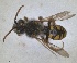  (Nomada lucidula - RMNH.INS.1532068)  @11 [ ] by-nc-sa (2024) Unspecified Naturalis Biodiversity Centre