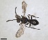  (Nomada priesneri - RMNH.INS.1532073)  @11 [ ] by-nc-sa (2024) Unspecified Naturalis Biodiversity Centre