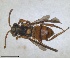  (Nomada pusilla - RMNH.INS.1532075)  @11 [ ] by-nc-sa (2024) Unspecified Naturalis Biodiversity Centre