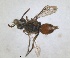  ( - RMNH.INS.1532079)  @11 [ ] by-nc-sa (2024) Unspecified Naturalis Biodiversity Centre