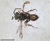  (Nomada thersites - RMNH.INS.1532082)  @11 [ ] by-nc-sa (2024) Unspecified Naturalis Biodiversity Centre