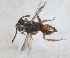  ( - RMNH.INS.1532085)  @11 [ ] by-nc-sa (2024) Unspecified Naturalis Biodiversity Centre