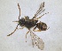  ( - RMNH.INS.1532086)  @11 [ ] by-nc-sa (2024) Unspecified Naturalis Biodiversity Centre