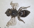  ( - RMNH.INS.1532097)  @11 [ ] by-nc-sa (2024) Unspecified Naturalis Biodiversity Centre
