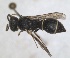  (Microdynerus abdelkader - RMNH.INS.1532143)  @11 [ ] by-nc-sa (2024) Unspecified Naturalis Biodiversity Centre