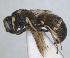  (Microdynerus confinis - RMNH.INS.1532144)  @11 [ ] by-nc-sa (2024) Unspecified Naturalis Biodiversity Centre