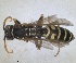  ( - RMNH.INS.1532147)  @11 [ ] by-nc-sa (2024) Unspecified Naturalis Biodiversity Centre