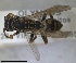  ( - RMNH.INS.1532148)  @11 [ ] by-nc-sa (2024) Unspecified Naturalis Biodiversity Centre