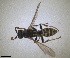  ( - RMNH.INS.1532149)  @11 [ ] by-nc-sa (2024) Unspecified Naturalis Biodiversity Centre