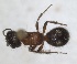  ( - RMNH.INS.1532157)  @11 [ ] by-nc-sa (2024) Unspecified Naturalis Biodiversity Centre