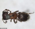  ( - RMNH.INS.1532167)  @11 [ ] by-nc-sa (2024) Unspecified Naturalis Biodiversity Centre