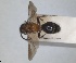  (Myrmilla capitata - RMNH.INS.1532168)  @11 [ ] by-nc-sa (2024) Unspecified Naturalis Biodiversity Centre