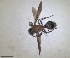  ( - RMNH.INS.1532183)  @11 [ ] by-nc-sa (2024) Unspecified Naturalis Biodiversity Centre