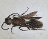  ( - RMNH.INS.1532184)  @11 [ ] by-nc-sa (2024) Unspecified Naturalis Biodiversity Centre