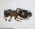  ( - RMNH.INS.1532185)  @11 [ ] by-nc-sa (2024) Unspecified Naturalis Biodiversity Centre