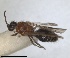  ( - RMNH.INS.1532190)  @11 [ ] by-nc-sa (2024) Unspecified Naturalis Biodiversity Centre