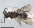  ( - RMNH.INS.1532191)  @11 [ ] by-nc-sa (2024) Unspecified Naturalis Biodiversity Centre