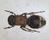  ( - RMNH.INS.1532195)  @11 [ ] by-nc-sa (2024) Unspecified Naturalis Biodiversity Centre
