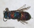  ( - RMNH.INS.1532198)  @11 [ ] by-nc-sa (2024) Unspecified Naturalis Biodiversity Centre