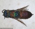  ( - RMNH.INS.1532199)  @11 [ ] by-nc-sa (2024) Unspecified Naturalis Biodiversity Centre