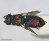  ( - RMNH.INS.1532203)  @11 [ ] by-nc-sa (2024) Unspecified Naturalis Biodiversity Centre