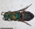  (Chrysis coa - RMNH.INS.1532206)  @11 [ ] by-nc-sa (2024) Unspecified Naturalis Biodiversity Centre
