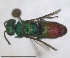  ( - RMNH.INS.1532211)  @11 [ ] by-nc-sa (2024) Unspecified Naturalis Biodiversity Centre