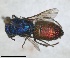  ( - RMNH.INS.1532217)  @11 [ ] by-nc-sa (2024) Unspecified Naturalis Biodiversity Centre