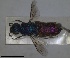  ( - RMNH.INS.1532260)  @11 [ ] by-nc-sa (2024) Unspecified Naturalis Biodiversity Center