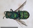  ( - RMNH.INS.1532261)  @11 [ ] by-nc-sa (2024) Unspecified Naturalis Biodiversity Center